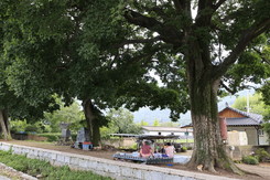 [포토] 보성군 천연기념물 제480호 '우영우' 팽나무