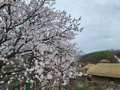 [포토] 순천 낙안읍성, 살구꽃 등 봄꽃 활짝
