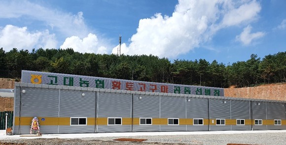 고대농협 황토고구마는 지난 8월 준공된 공동선별장에서 세척 및 선별해 공급된다. ⓒ 고대농업협동조합