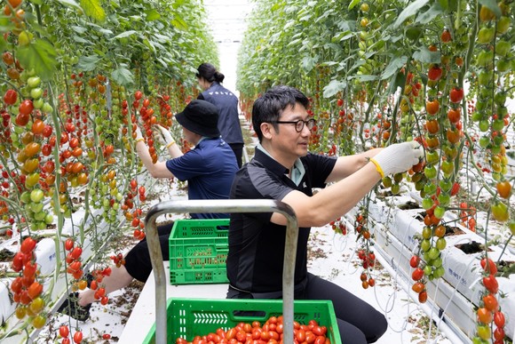 볼보자동차코리아 임직원들이 발달장애 청년들과 함께 토마토를 수확하는 봉사활동을 진행했다. ⓒ 볼보자동차코리아