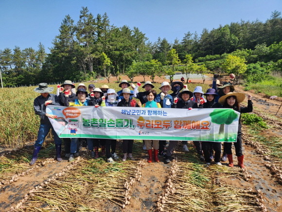 해남군 공직자들이 23일 올해 82세 고령농가인 화산면 율동마을 윤원용씨 밭에서 마늘 수확을 돕고 있다. ⓒ 해남군