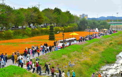 장성군, 황룡강 가을꽃축제 10월7일 개막