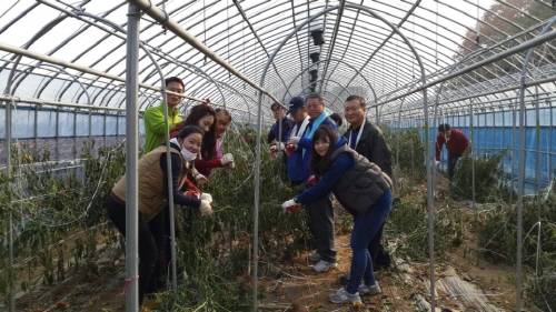 6일 인천 영종도를 방문해 농촌 봉사활동을 실시한 NH농협은행 자금운용본부 직원들이 고추밭 지지대 제거작업을 하고 있다. ⓒ 농협은행