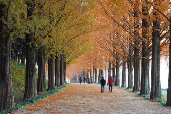 담양군 메타세쿼이아 가로수길. ⓒ 담양군청