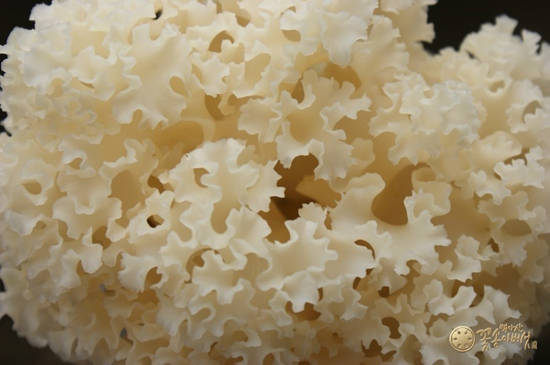 백아산 꽃송이버섯. 일본학계에서는 암을 다스리는 신비의 버섯이라 극찬을 아끼지 않고 있다. ⓒ 백아산 꽃송이버섯 영농조합법인