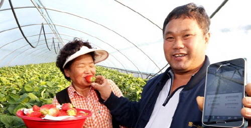 스마트 기술과 농촌이 만나는 스마트팜이 농민들의 삶의 질을 획기적으로 증진시키고 있다. 사진은 스마트팜 기능을 폰으로 구현하는 모습. ⓒ SK