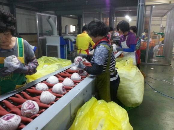 진주시 햇배 대만에 처녀 배 수출. ⓒ 진주시