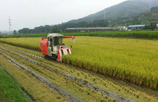 화순군 남면 이명선 농가가 지난 26일 올해 첫 벼를 수확했다. ⓒ화순군
