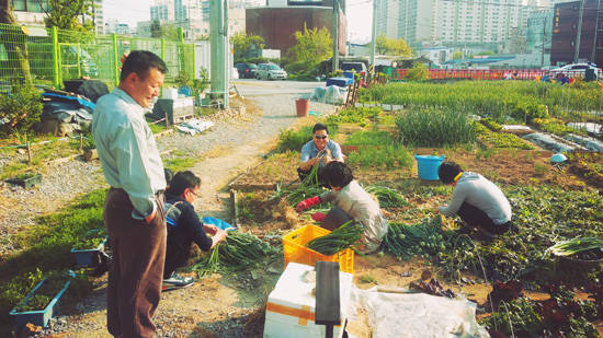 북구 삼각동 주민들이 바람개비 텃밭에서 농작물을 수확하고 있다. ⓒ광주 북구청