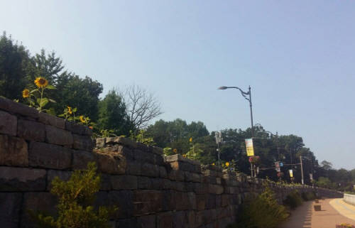 지난달 말 해바라기꽃이 질 무렵의 충남 공주. ⓒ 프라임경제