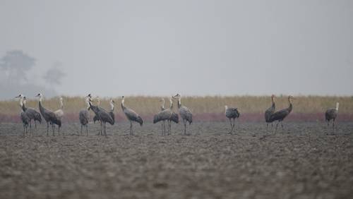 순천만을 찾아온 흑두루미. ⓒ 순천시청
