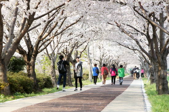 4월 추천관광지 중 낙동강변의 벚꽃길. ⓒ 부산관광공사