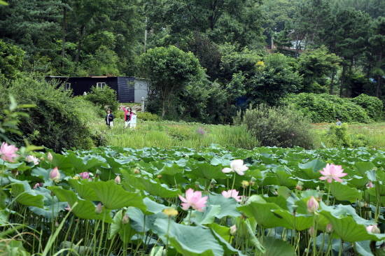 가평군이 5월부터 추진하는 농촌 여행 프로그램. 물미연꽃마을. ⓒ 가평군