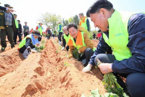 16일 전북 익산시 삼기면내 고구마 종순 작업장에서 김병원 회장(오른쪽 두번째)과 박기배 삼기농협조합장(오른쪽 첫번째) 등 임직원들이 농촌일손돕기를 하고 있다. ⓒ 농협