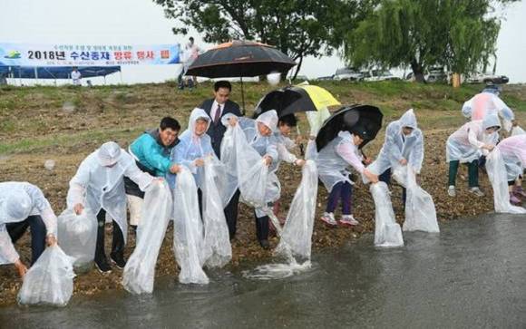 충청남도 예산군은 지난 6월26일 붕어 74만 마리를 놓아주었어요. ⓒ 예산군청