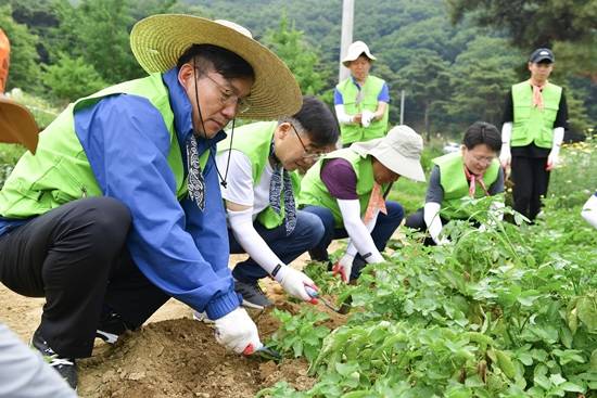 이대훈 은행장과 농협은행 임직원들이 의왕시 원터마을에서 농촌일손을 돕고 있다. ⓒ NH농협은행