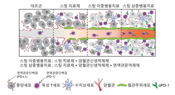 스팅 치료제를 이용한 면역항암치료법. ⓒ 분당차병원