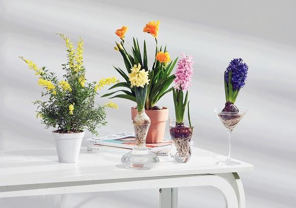 신세계백화점이 오는 20일부터 22일까지 신세계백화점은 전 점포에서 꽃 화분을 나눠주고 봄을 알리는 행사를 진행한다. ⓒ 신세계백화점