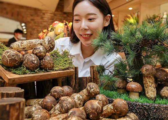 현대백화점이 추석 명절 선물세트 판매 기간인 이달 29일까지 압구정본점 등 전국 15개 점포에서 올해 처음 수확한 '자연산 송이'를 본격적으로 판매한다. © 현대백화점