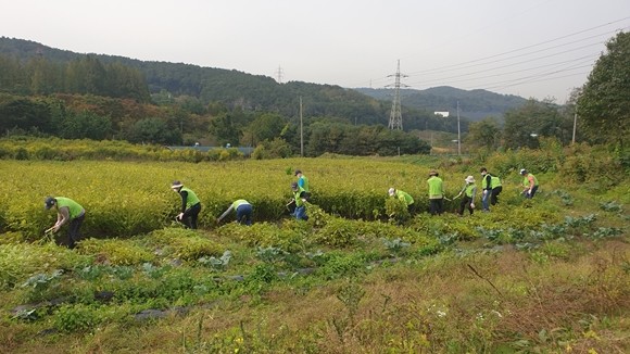 NH농협은행 임직원들이 경기도 의왕시 고천동 왕림마을 들깨 재배 농가를 방문해 일손돕기를 실시했다. ⓒ NH농협은행