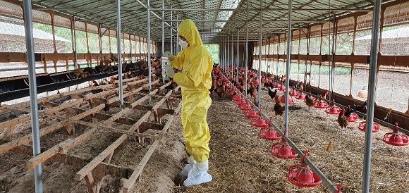 경북 영양군이 고병원성 AI 차단방역에 총력 대응하고 있다. ⓒ 영양군청