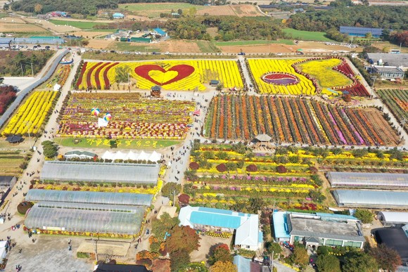 2019년 열린 서산국화축제. ⓒ 서산시