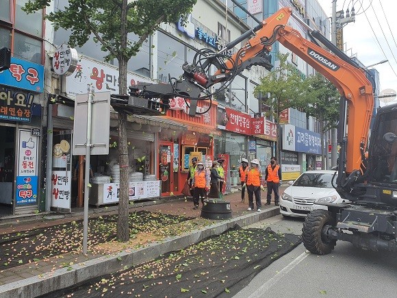 안동시는 지난달 28일부터 본격적인 은행나무 열매 제거에 들어갔다. ⓒ 안동시