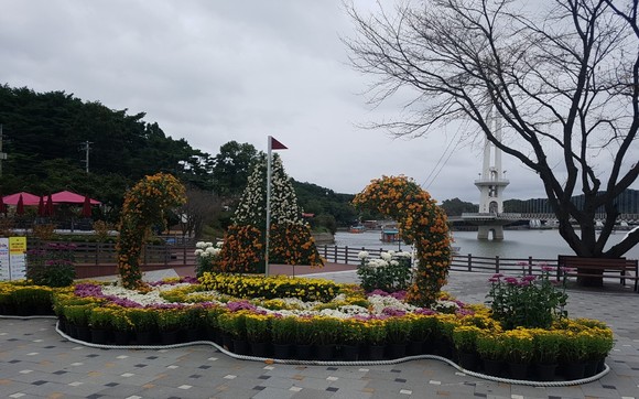 예산장터 삼국축제 국화전시 준비 모습(예당호 출렁다리). ⓒ 예산군