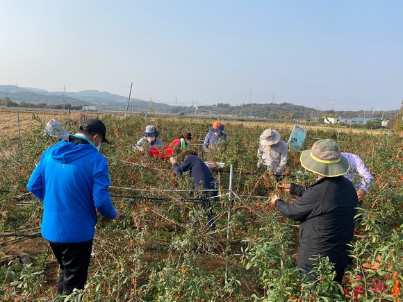 가을철 농촌일손돕기 모습. ⓒ 보령시