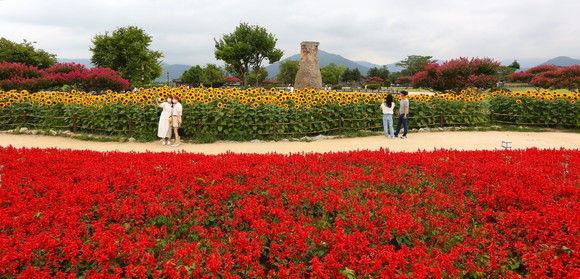 경주 첨성대에 조성된 해바라기, 샐비어(사르비아) 꽃단지 모습. ⓒ 경주시청