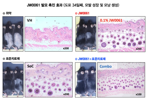 JW중외제약은 동물 모델에서 △JW0061 △표준치료제 △위약 등을 각각 실험부위에 도포한 결과, 약물 도포를 시작한지 34일째 기준 위약군 대비 JW0061의 우수한 모발 성장과 모낭 신생성 효과를 확인했다. 또한 표준치료제 대비 동등 이상의 발모 효과를 검증했으며, JW0061과 표준치료제 병용요법은 최대 발모 효과를 냈다. ⓒ JW중외제약