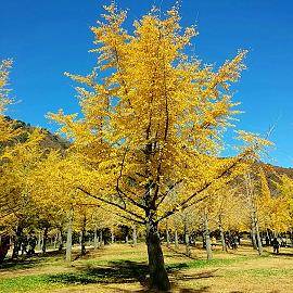 유기춘씨가 아내를 위해 26년간 가꿨다는 은행나무는 2000그루에 달한다. = 추민선 기자