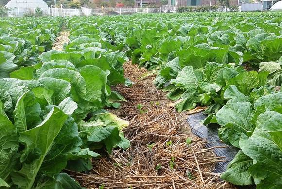 김장체험프로그램에 사용될 친환경 배추가 자라고 있다. = 안유신 기자