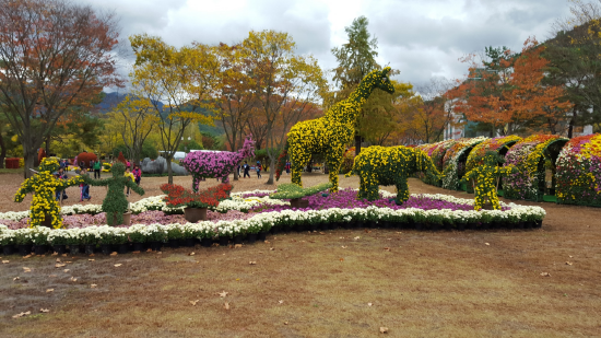 대구수목원에서는 국화향기 가득한 오색빛깔의 국화 전시회가 시작된다. ⓒ 대구시청