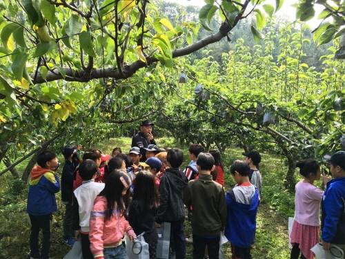 과수원을 방문한 학생들이 자연의 소중함을 몸소 체험하고 있다. ⓒ 광주시