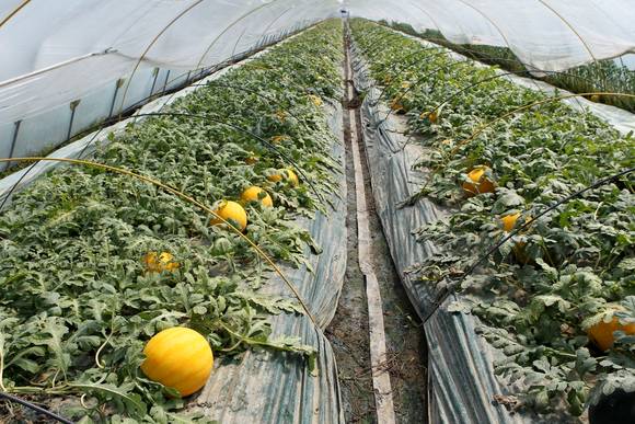 함안군이 전국 최초로 개발한 칼라 수박. ⓒ 함안군청