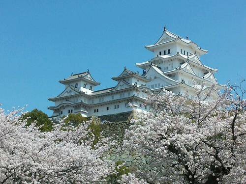 전국 각지에서는 개화시기에 맞춰 봄꽃 축제 준비로 한창이다. 사진은 벚꽃 명소로 유명한 일본의 히메지성. = 추민선 기자