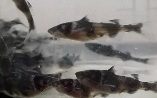 우리나라에서 오래전부터 생겨나서 오래오래 살아 내려오는 것을 '토박이'라고 해요. 우리나라 토박이 민물고기인 종어의 사진이예요. 우리나라에서 완전히 사라진 줄로만 알았던 종어가 거의 40년만에 금강에 다시 나타났어요. @ 네이버 블로그