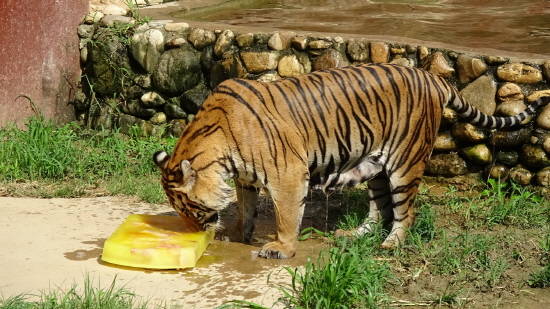 우치동물원은 호랑이에게 비타민제와 소고기, 닭고기가 들어간 육식동물용 얼음과자를 특식으로 제공하고 있다. ⓒ 광주광역시
