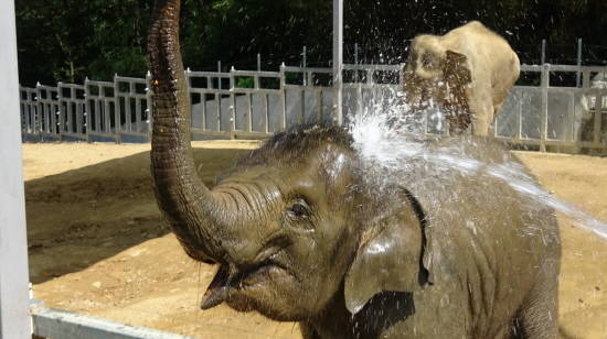 우치동물원은 아시아코끼리에게 긴 호스로 차가운 물을 뿌려 땅에 누운 채 진흙 목욕도 할 수 있게 했다. ⓒ 광주광역시