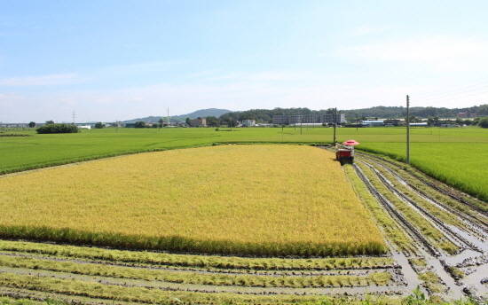 극조생종 설봉1호 노지 첫 벼 수확 모습. ⓒ 이천시
