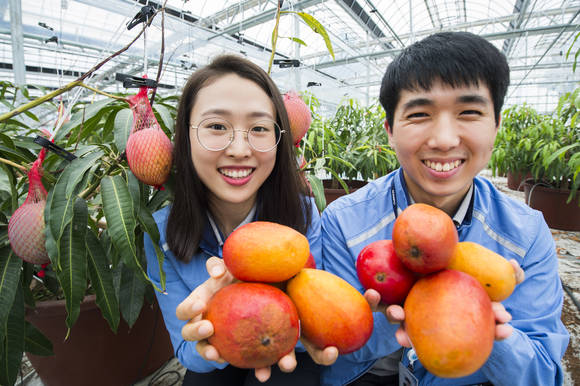 한국중부발전 보령발전본부 직원들이 에코팜에서 첫 수확한 애플망고를 들고 포즈를 취하고 있다. ⓒ 보령시