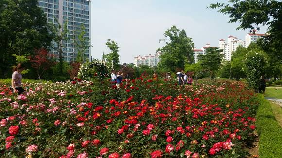 구리시 장자호수생태공원 장미원에서 무더위를 이겨내고 활짝핀 8월의 장미들. ⓒ 구리시