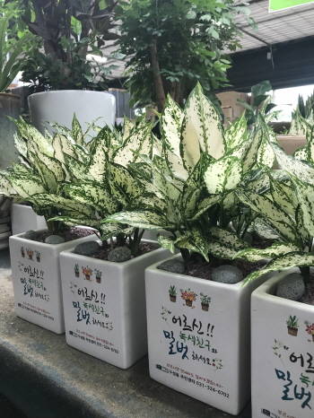취약계층의 자살·고독사 예방 및 정서지원을 위해 마련한 반려식물 모습. ⓒ 용인시