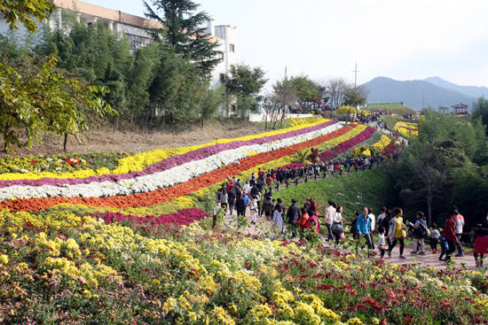 2016년 화순 국화축제 장면. ⓒ 화순군