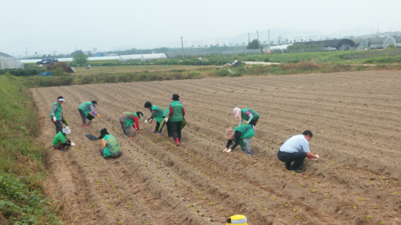 장암면 새마을협의회 사랑의 배추심기 장면. ⓒ 부여군청