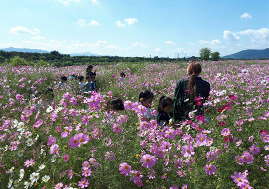 금호강 하중도에는 핀 코스모스. ⓒ 대구시