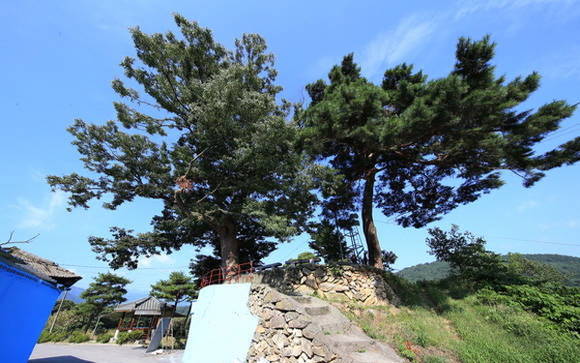 경상남도 산청군이 보호하는 오래되고 커다란 나무인 노거수예요. ⓒ 산청군