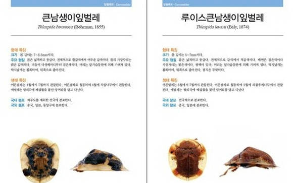 딱정벌레 도감에는 생김새 특징, 살아가는 환경이나 상태의 특징, 딱정벌레가 지내는 서식지 등이 담겨 있어요. ⓒ 국립중앙과학관
