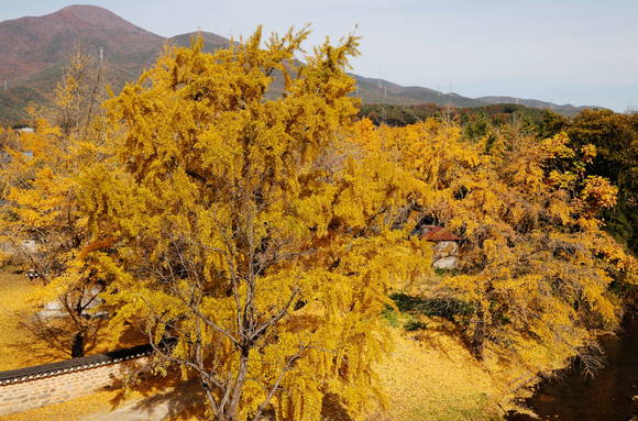 청라 은행마을 풍경. ⓒ 보령시청